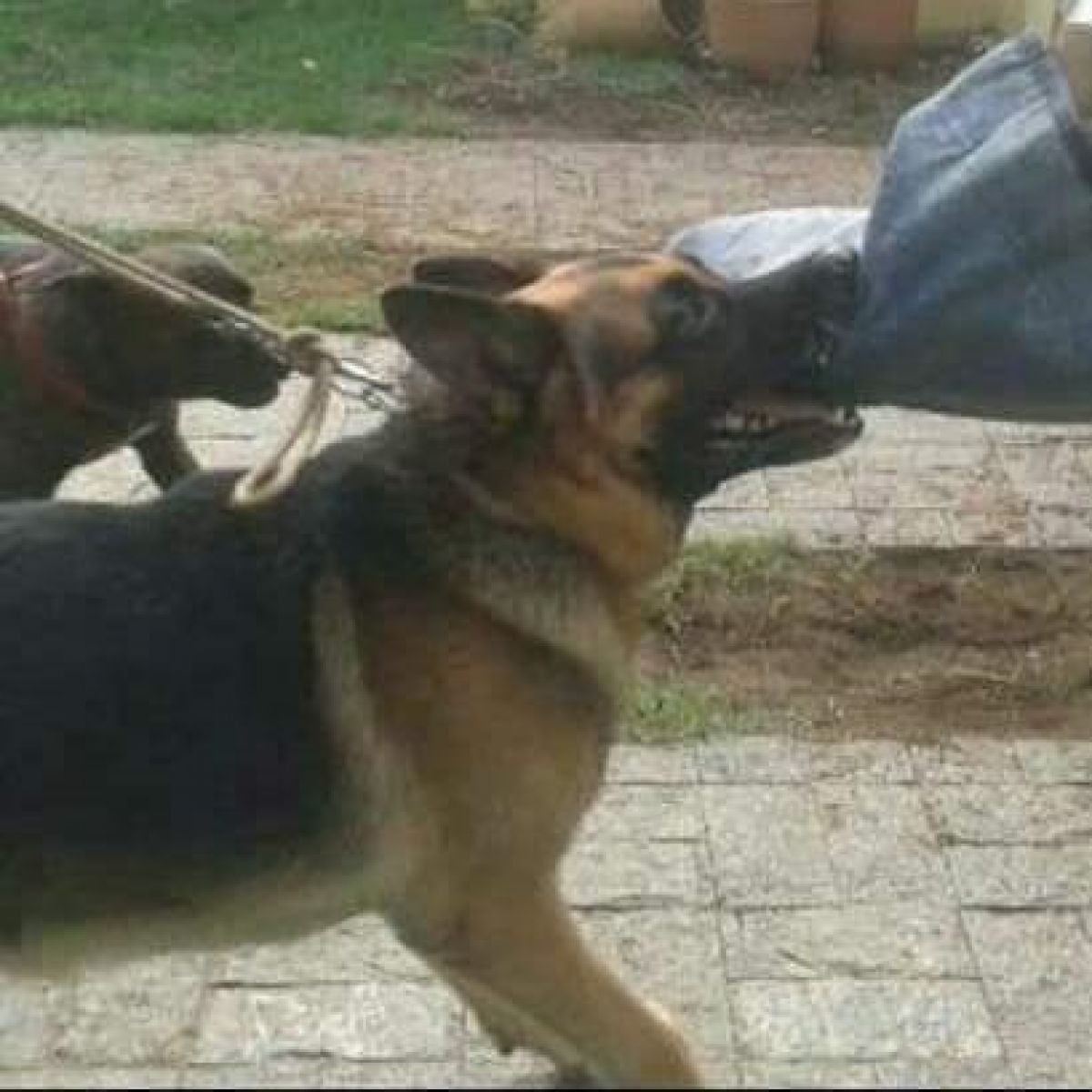 Adestramento para cães