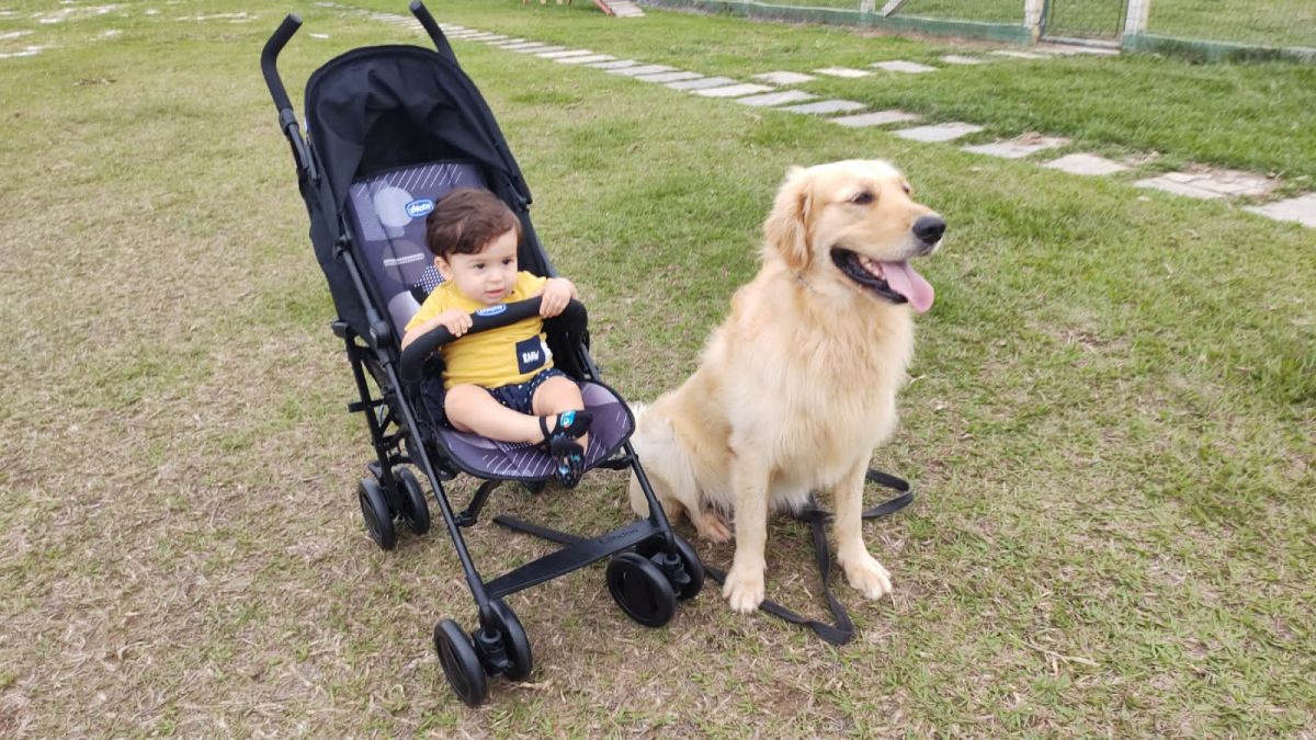Adestramento para cães