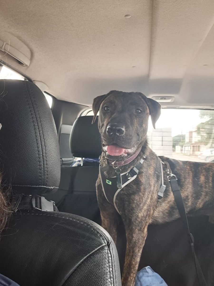 Adestramento para cães