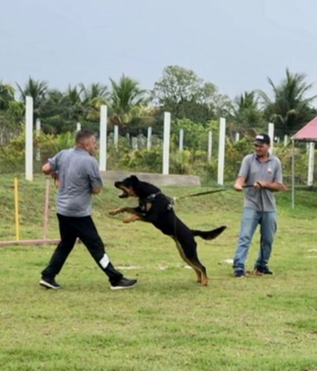 Adestramento para cães
