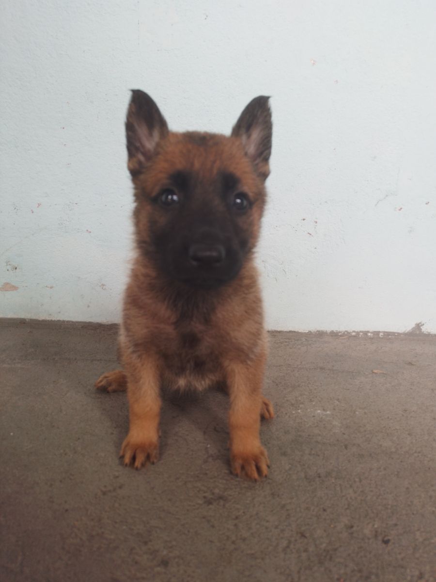 Adestramento para cães