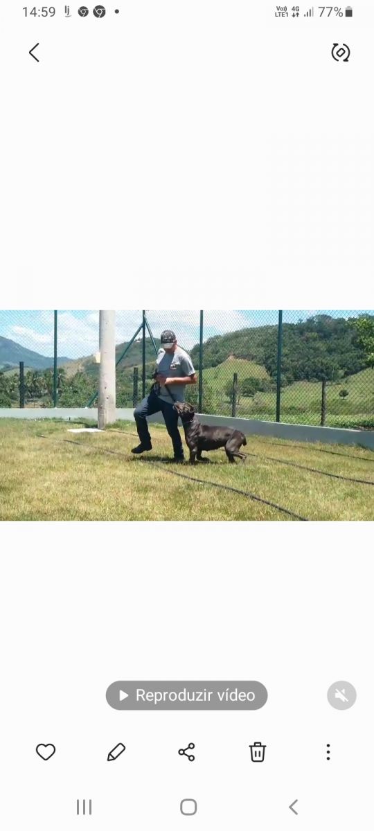 Adestramento para cães