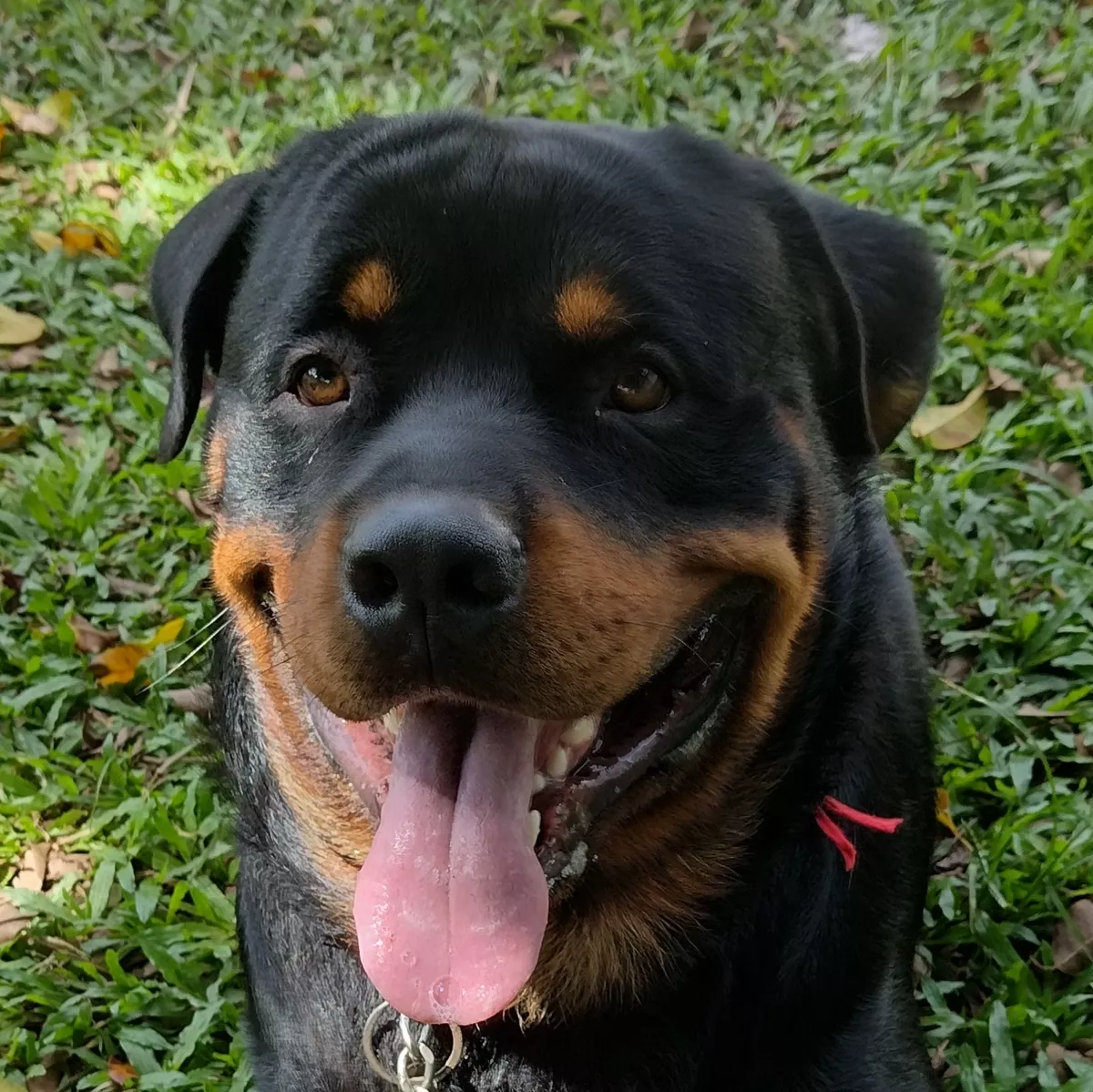 Adestrador de cães Guarujá Santos São Vicente
