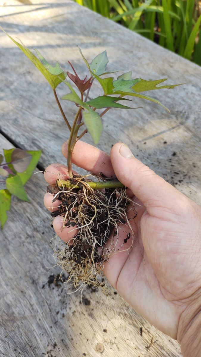 RAMAS DE BATATA DOCE POLPA LARANJA