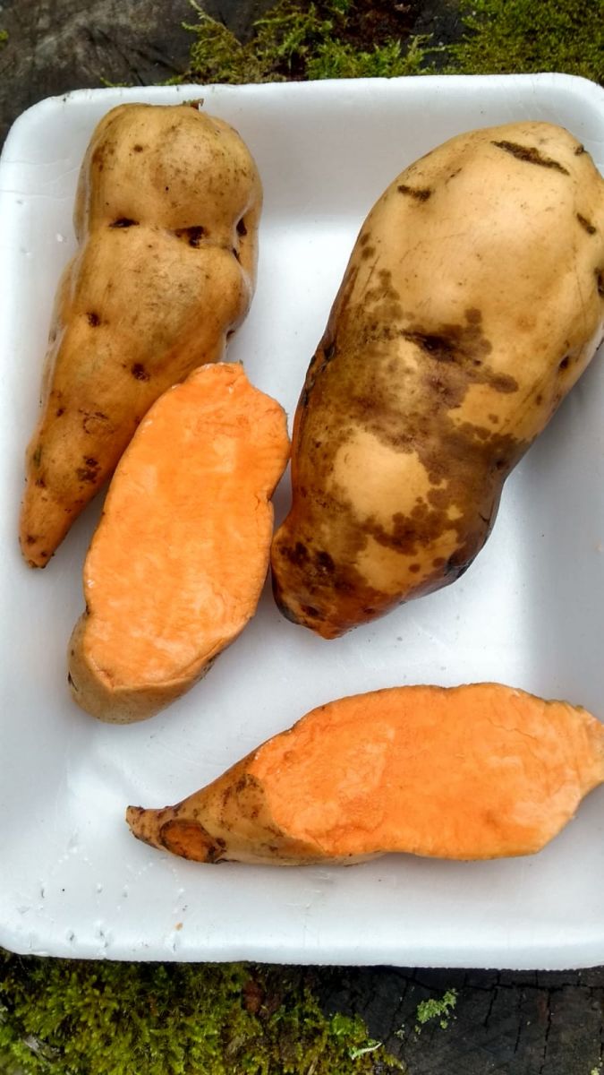 RAMAS DE BATATA DOCE POLPA LARANJA