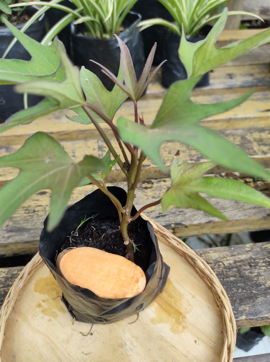 RAMAS DE BATATA DOCE POLPA LARANJA