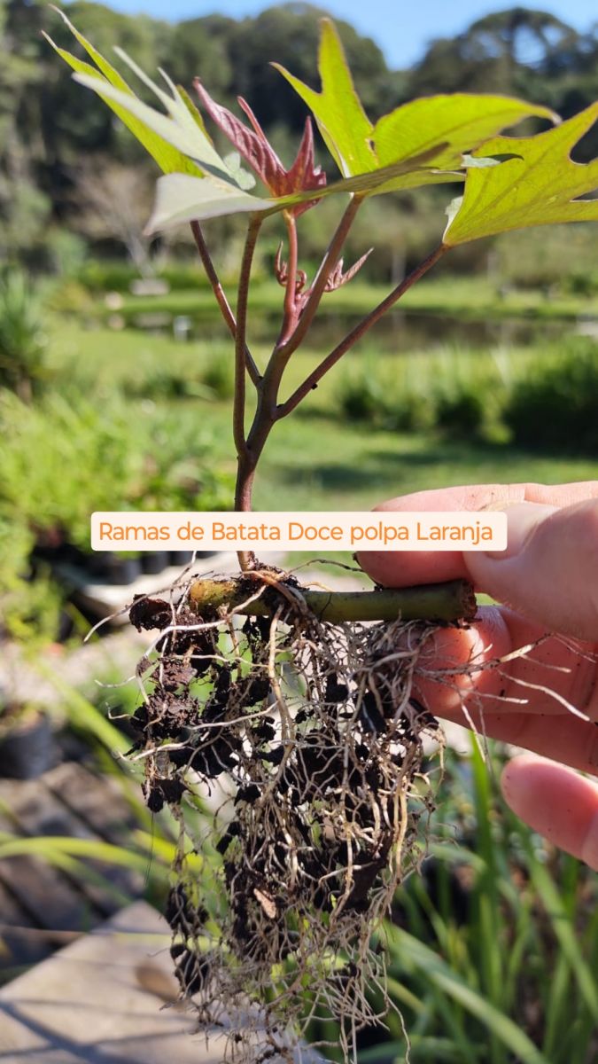 RAMAS DE BATATA DOCE POLPA LARANJA