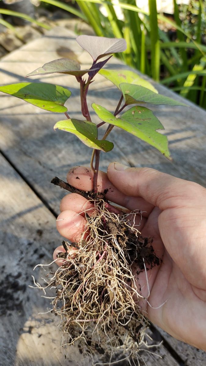 RAMAS DE BATATA DOCE POLPA ROXA