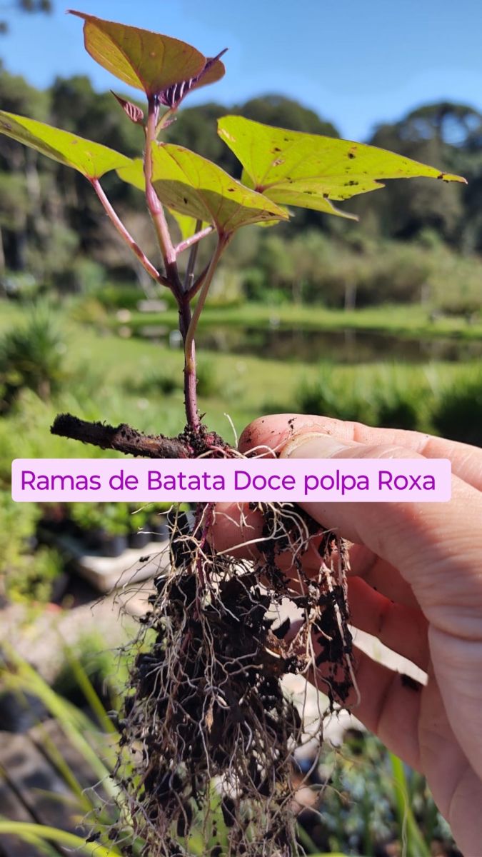 RAMAS DE BATATA DOCE POLPA ROXA