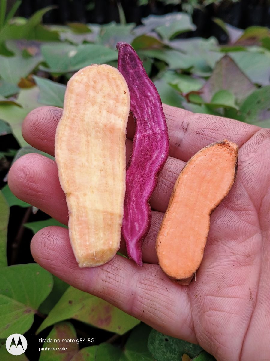RAMAS DE BATATA DOCE POLPA ROXA