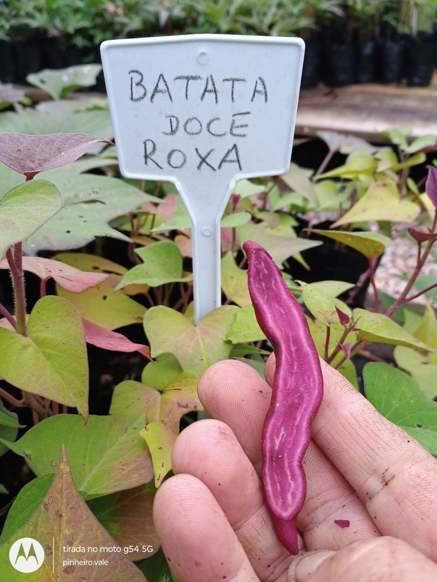 RAMAS DE BATATA DOCE POLPA ROXA