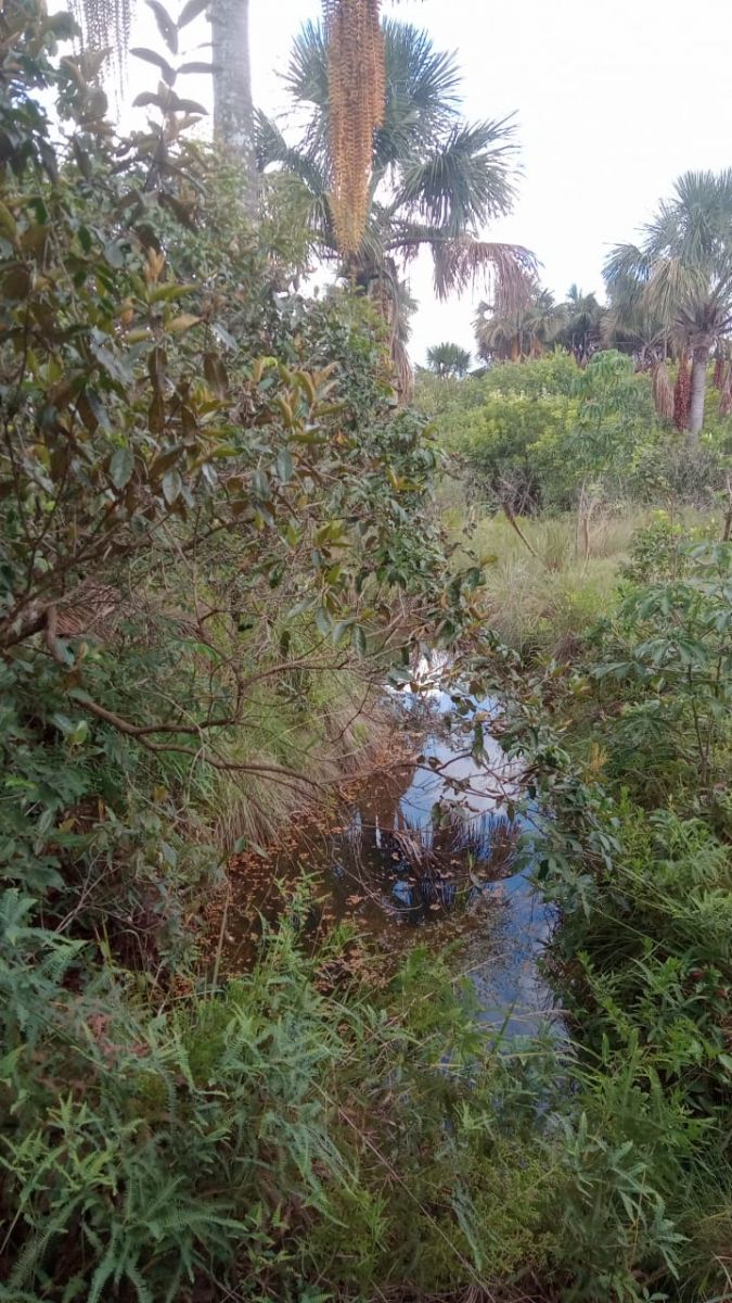 Restauração Florestal, PRAD, Agrofloresta
