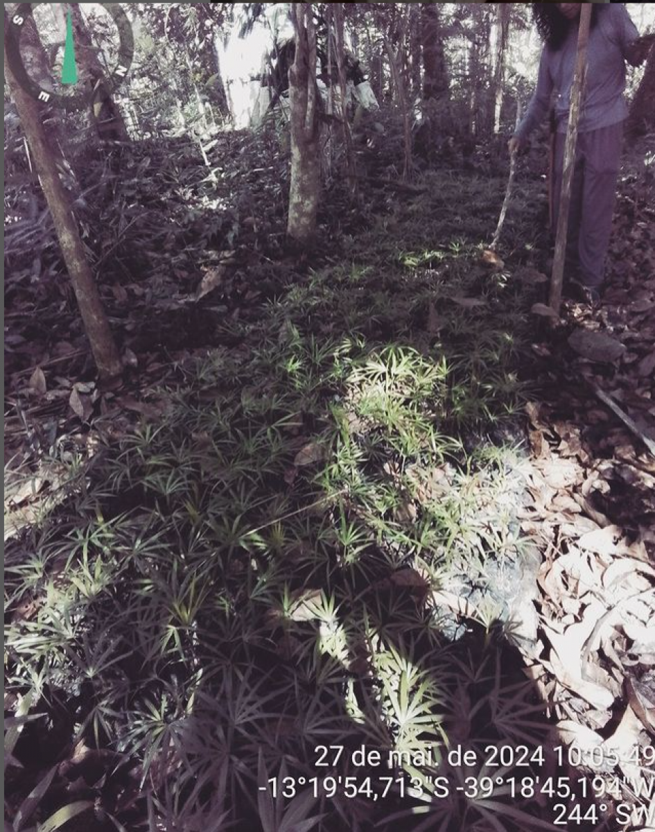 Restauração Florestal, PRAD, Agrofloresta