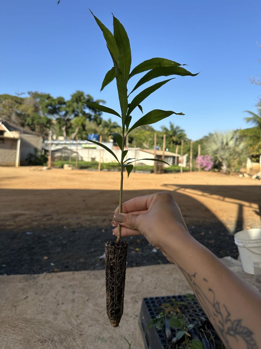 Mudas nativas no tubete para restauração ambiental.