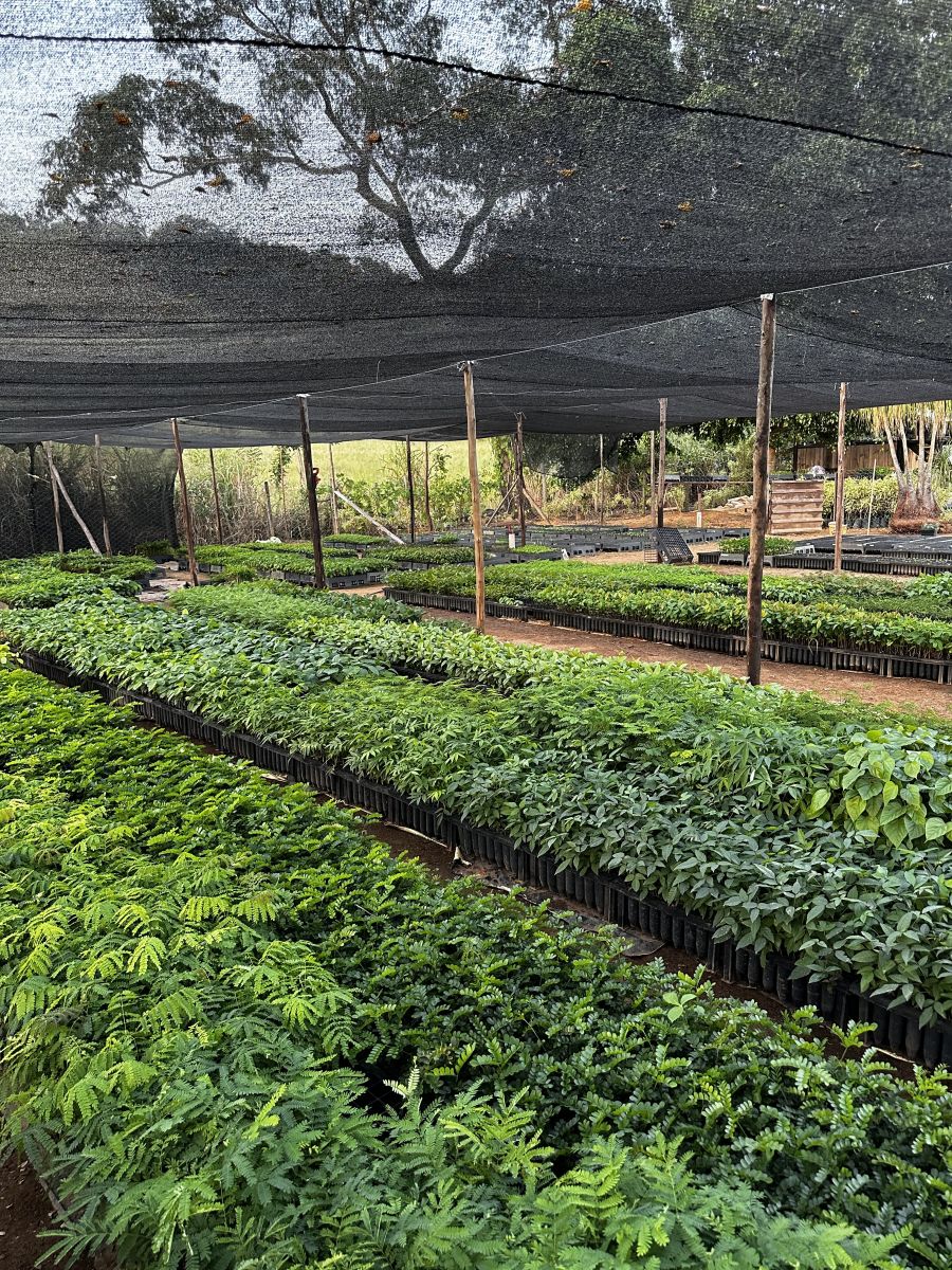 Mudas nativas no tubete para restauração ambiental.