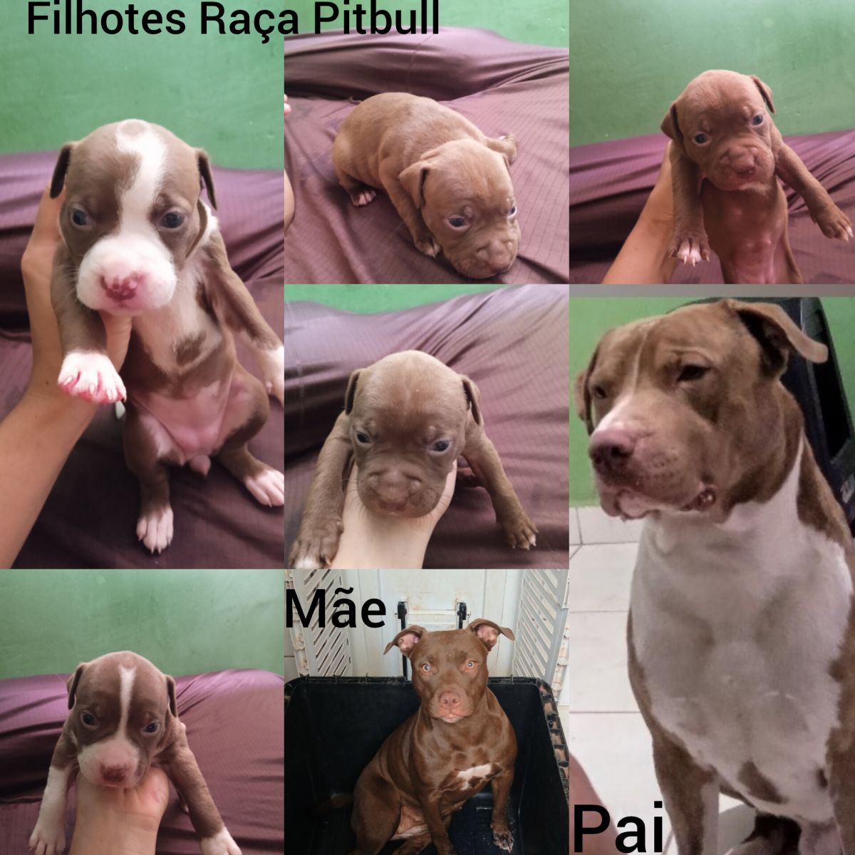 Filhotes Raça Pitbull