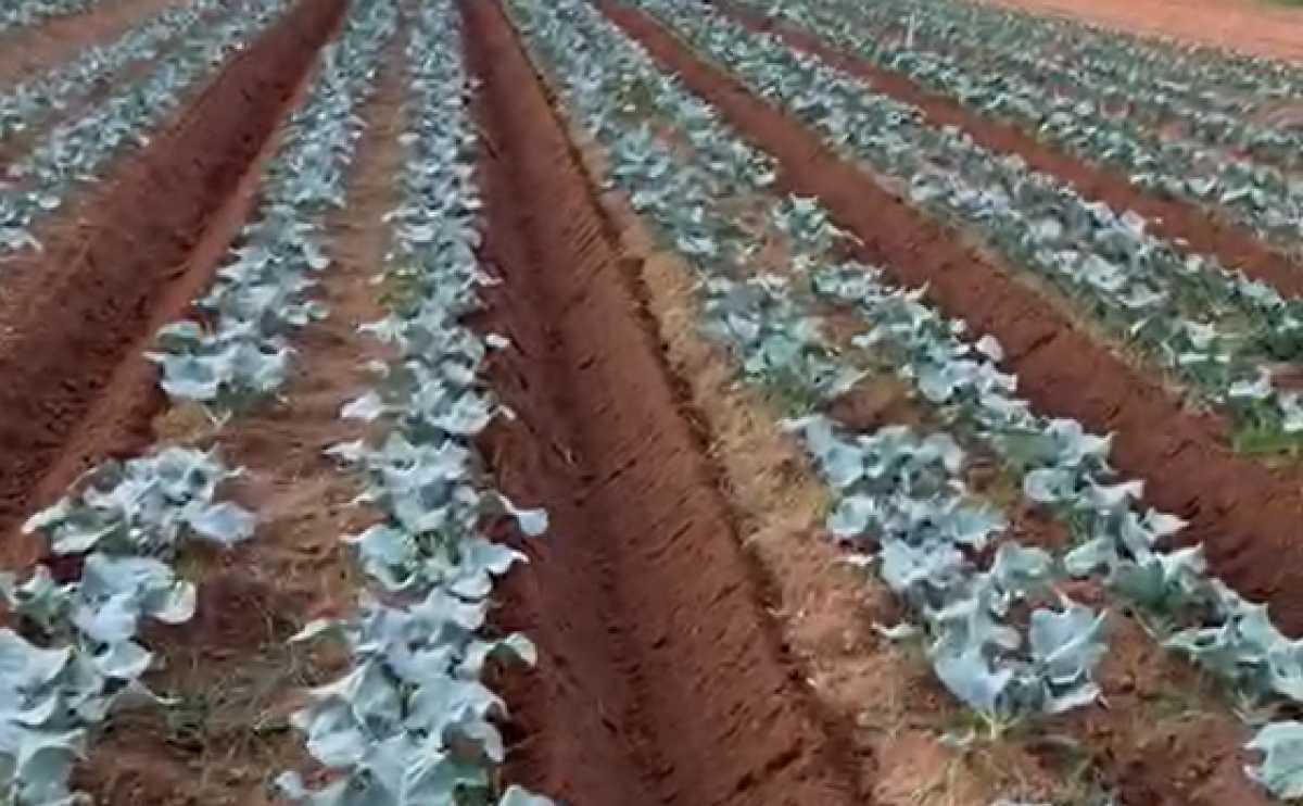 Rotativa Fresadora - Agricastro