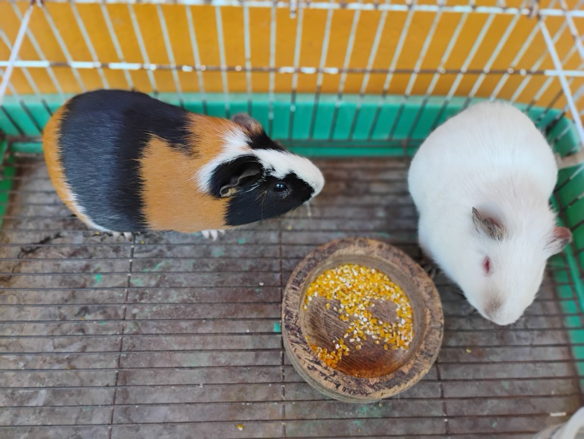 Lindos porquinhos da índia