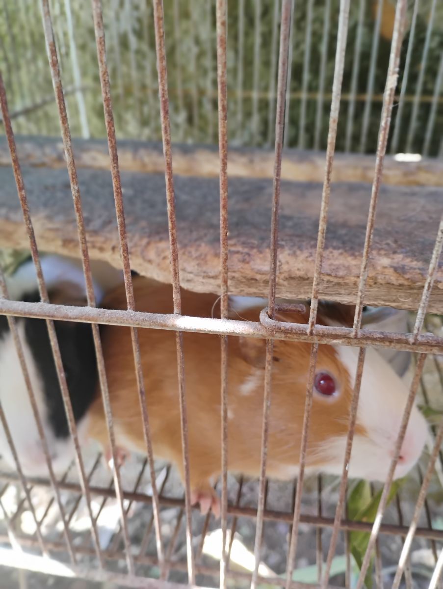 Lindos porquinhos da índia