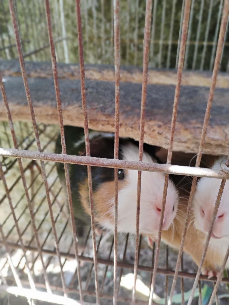 Lindos porquinhos da índia