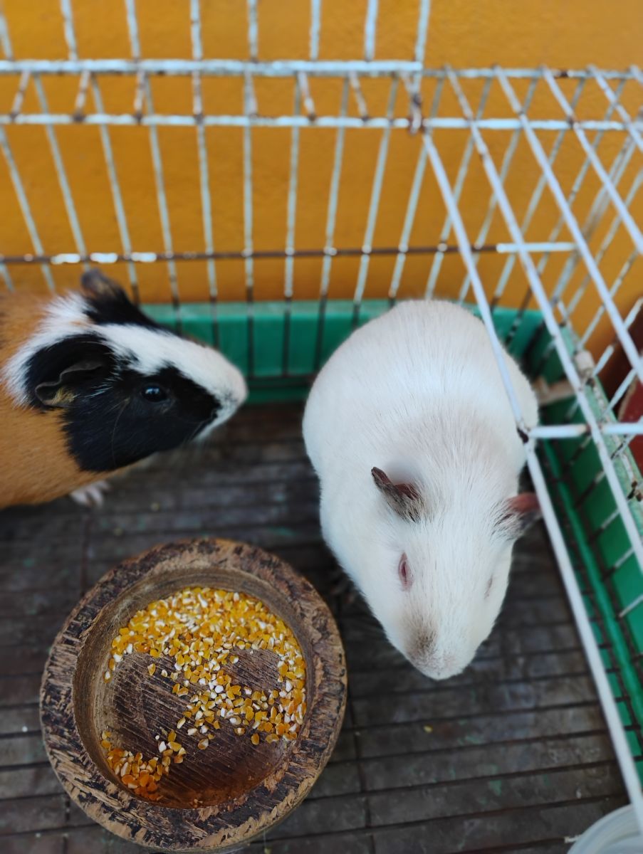 Lindos porquinhos da índia