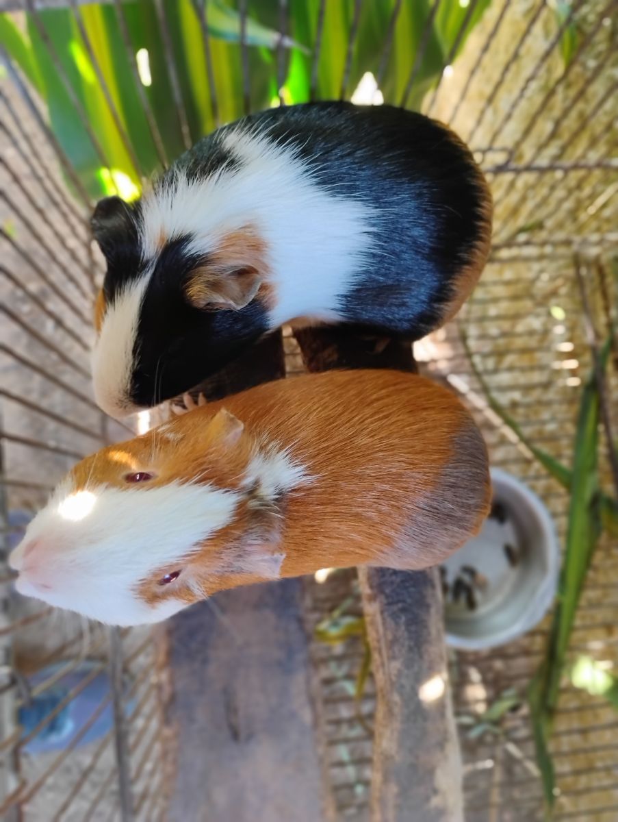 Lindos porquinhos da índia