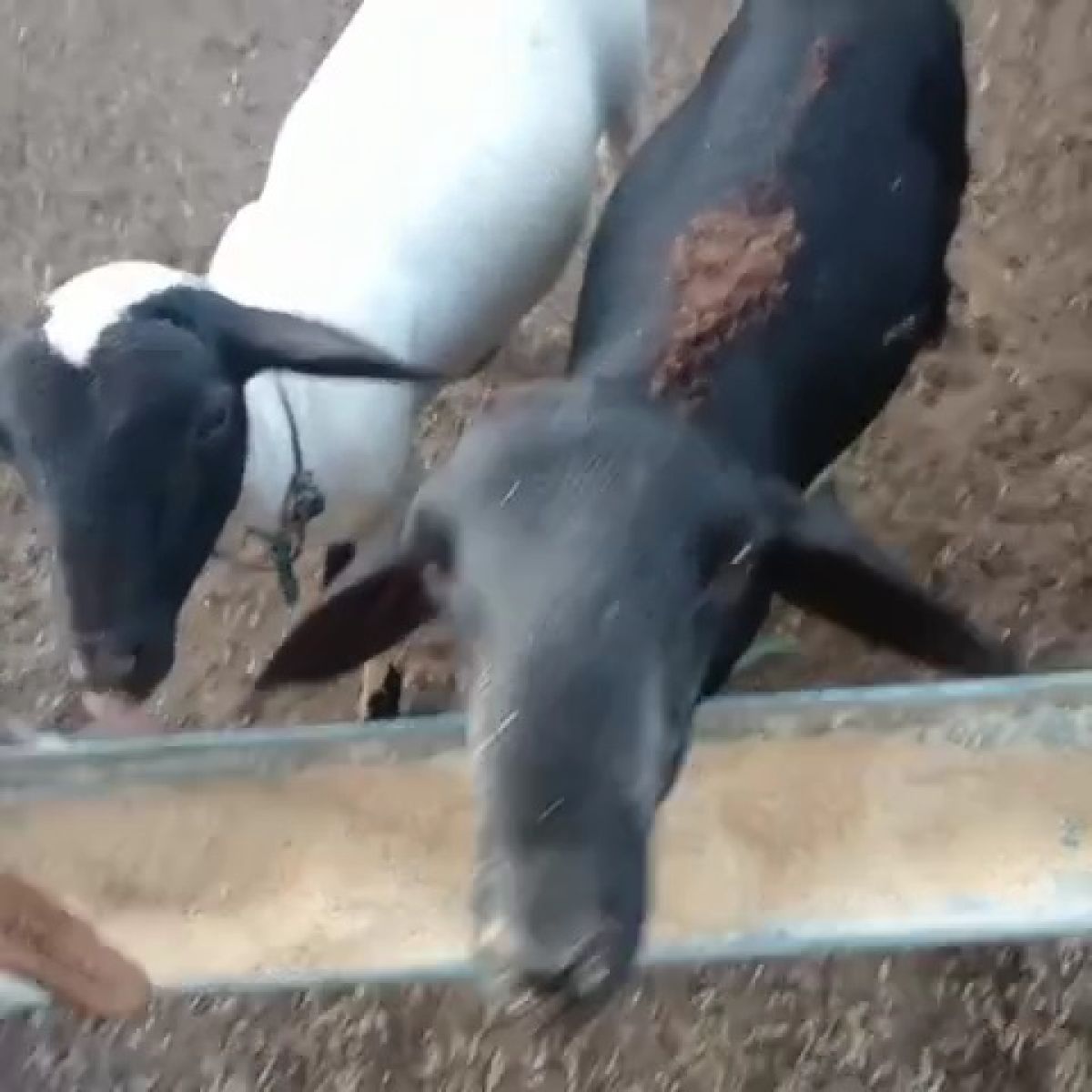 Carneiros grande e gordos