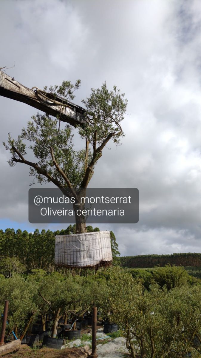 Oliveiras adultas