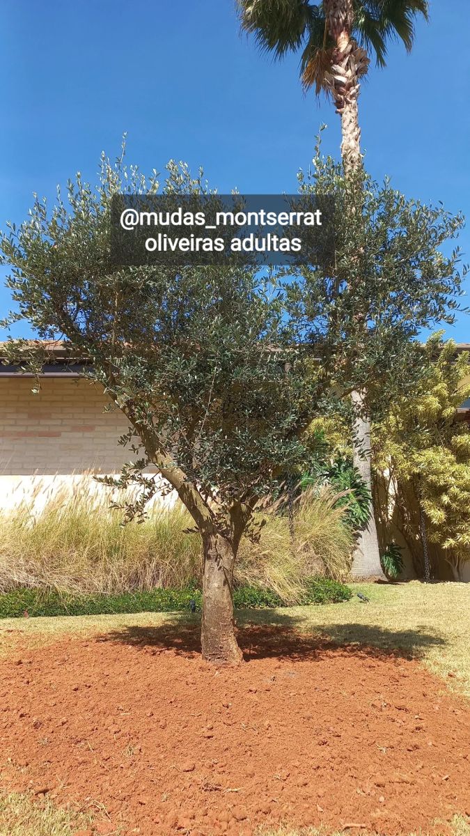 Oliveiras adultas