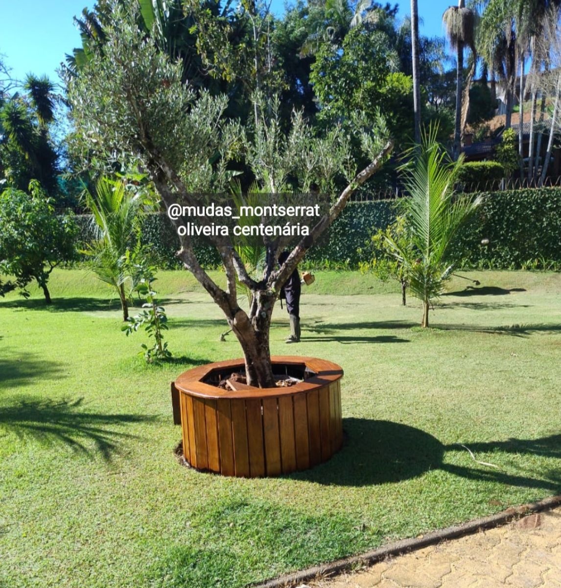 Oliveiras adultas