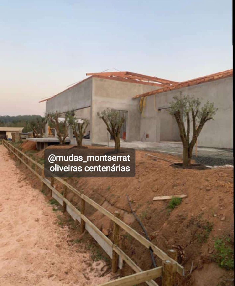 Oliveiras adultas