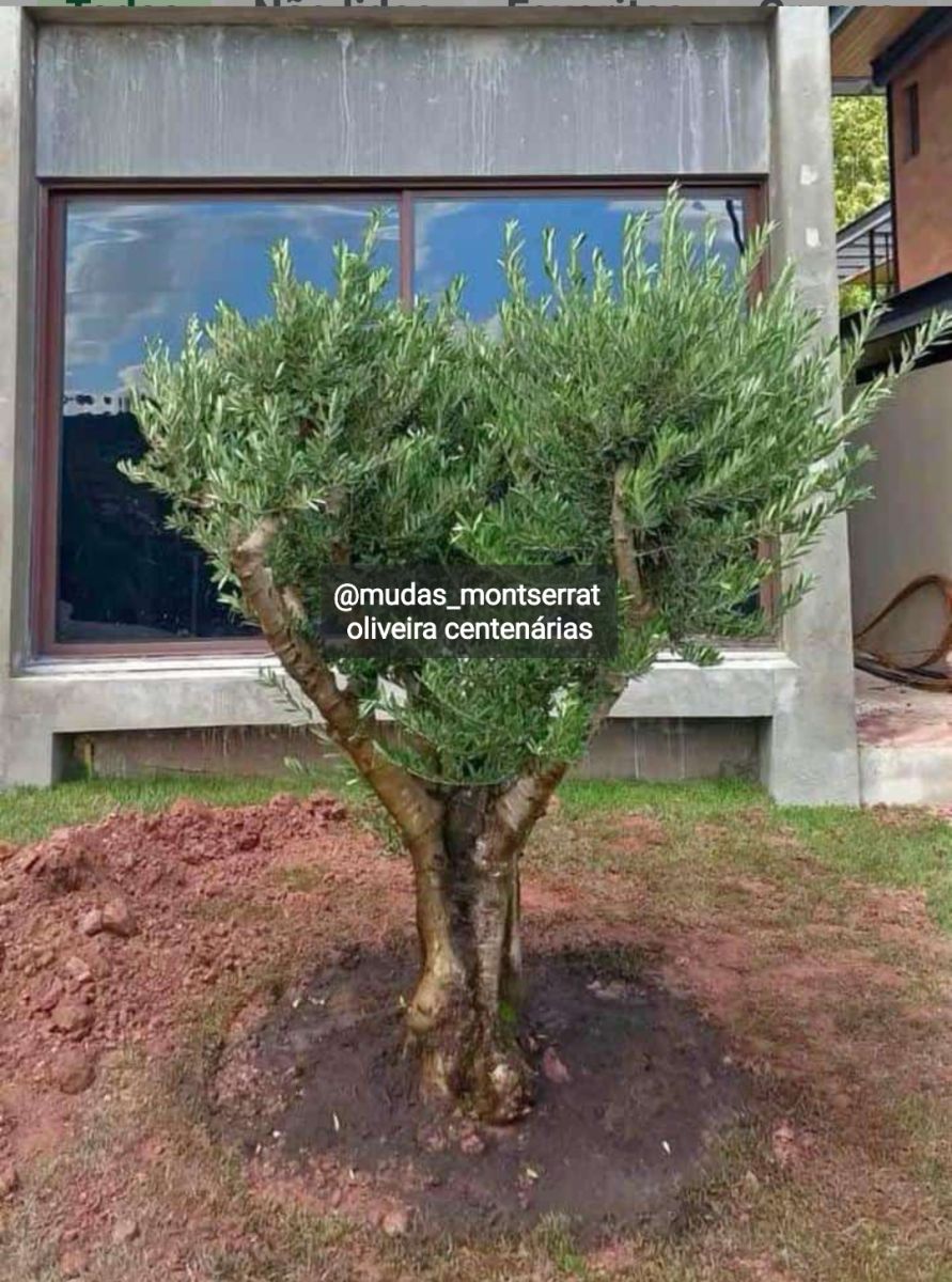 Oliveiras adultas