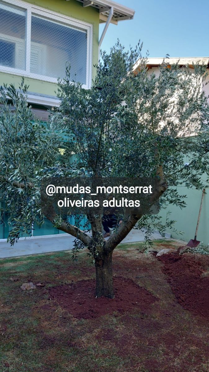 Oliveiras adultas