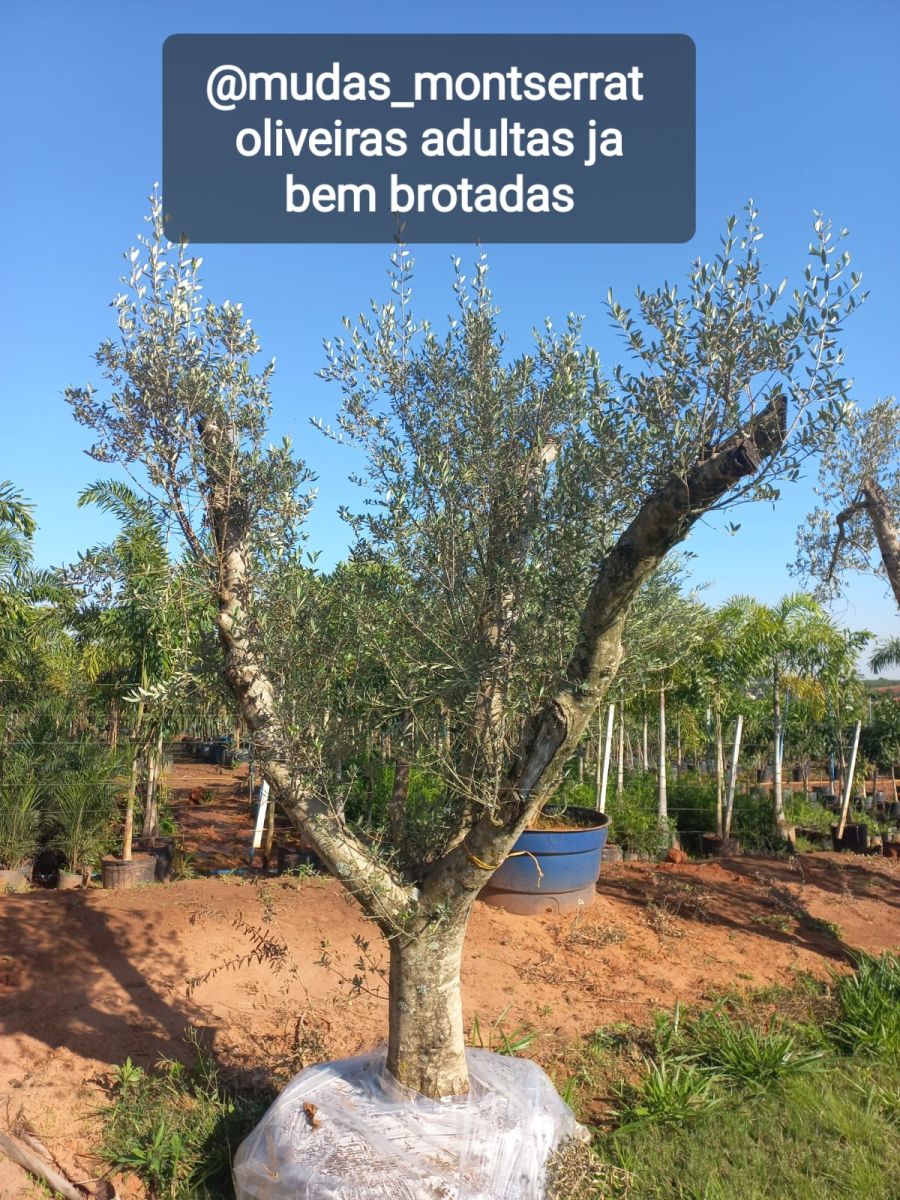 Oliveiras adultas