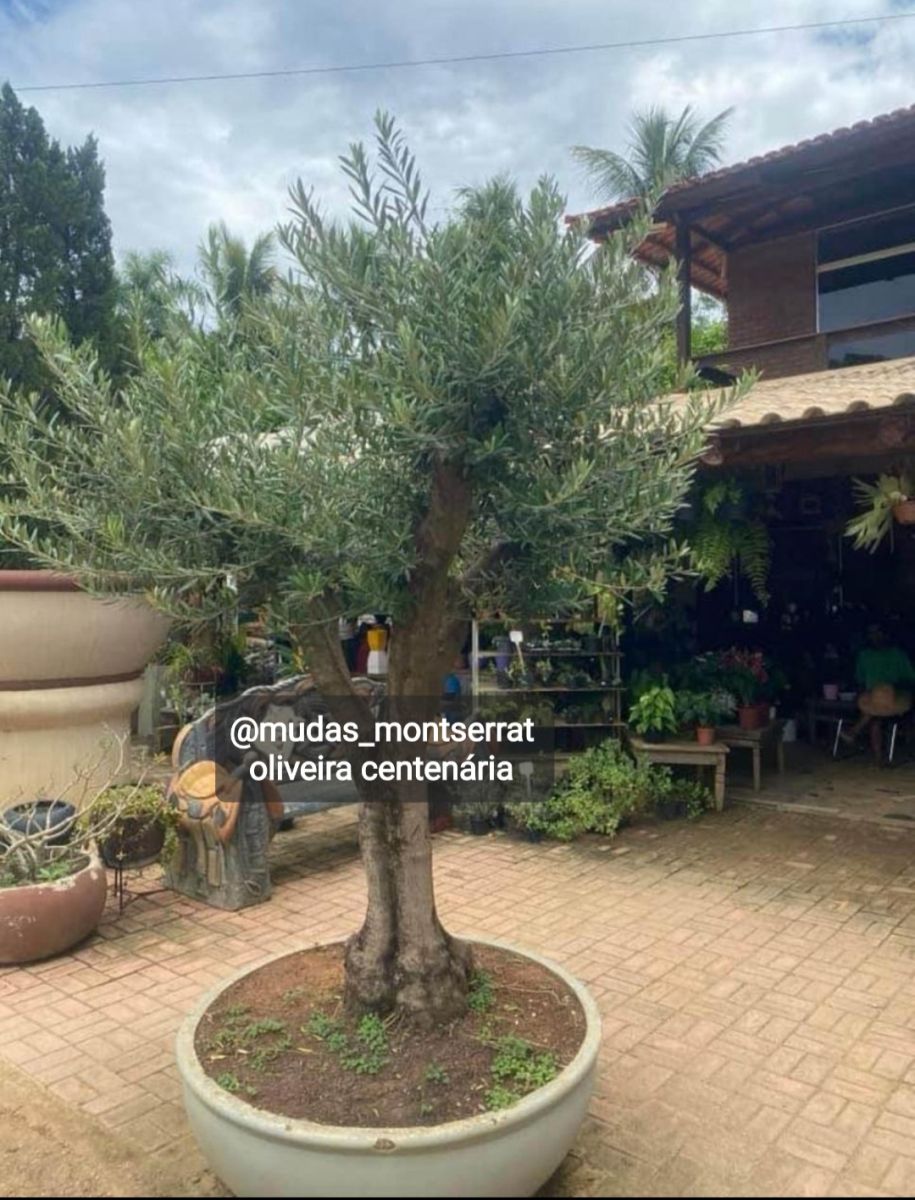 Oliveiras adultas