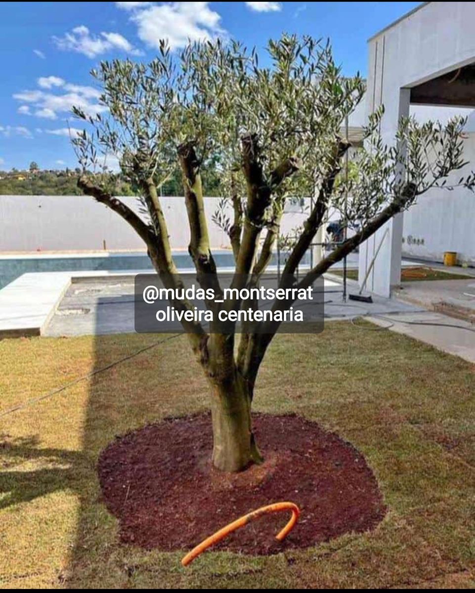 Oliveiras adultas