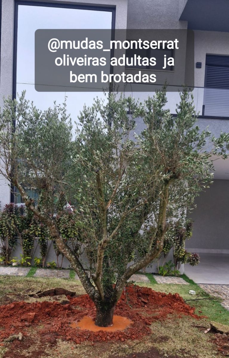 Oliveiras adultas