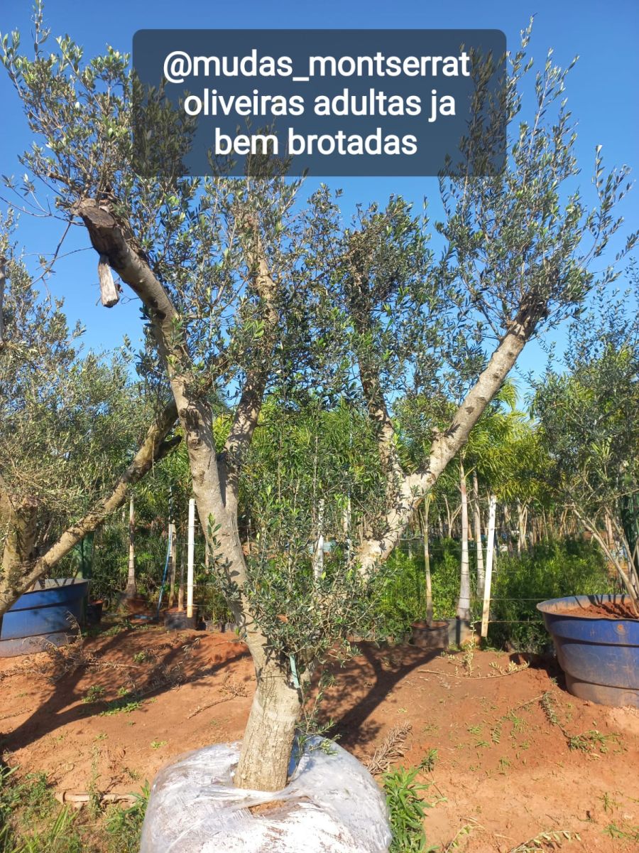 Oliveiras adultas
