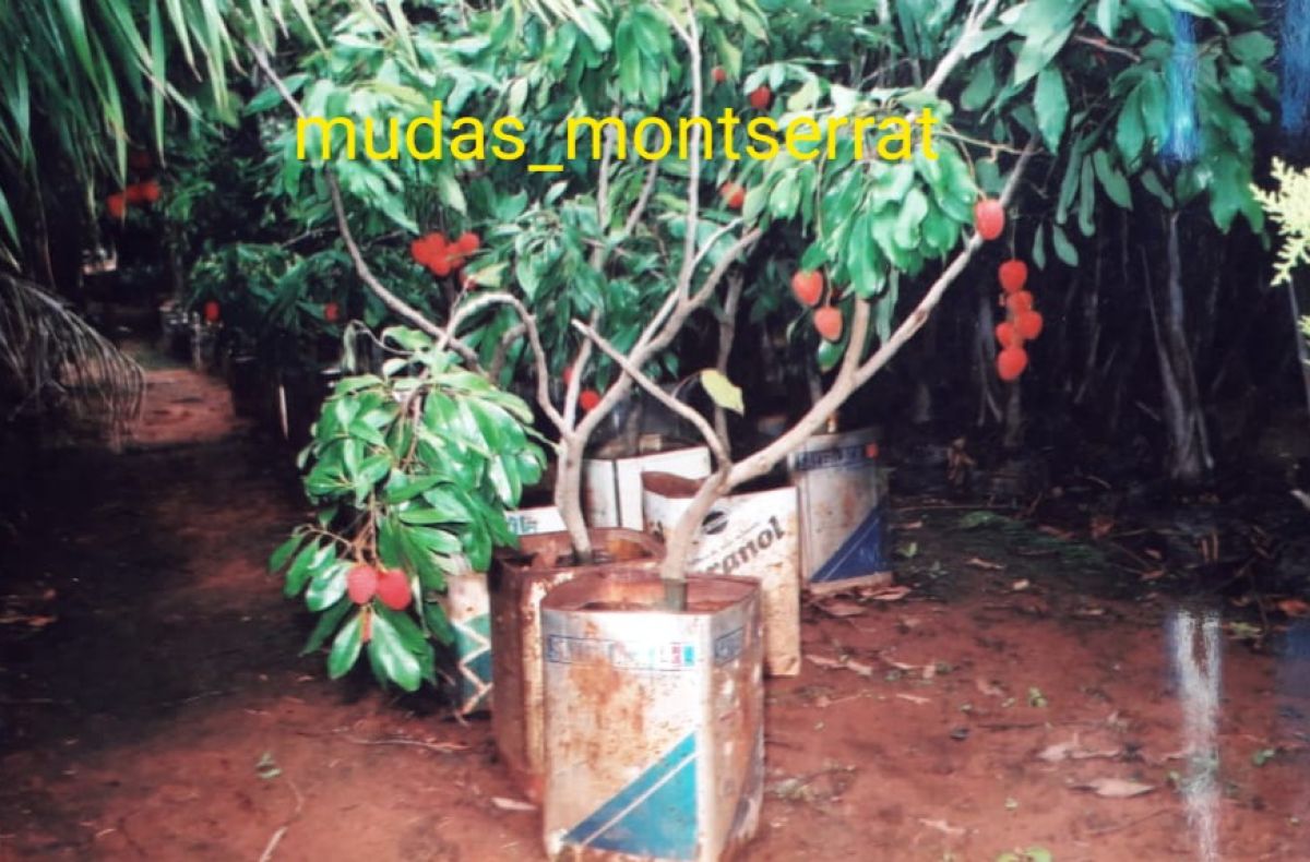 Frutíferas médias