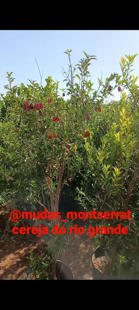 Frutíferas médias