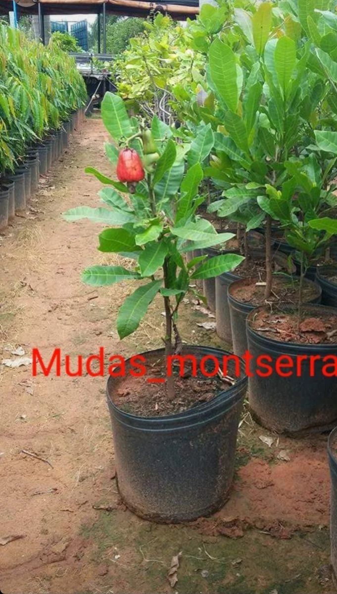 Frutíferas médias
