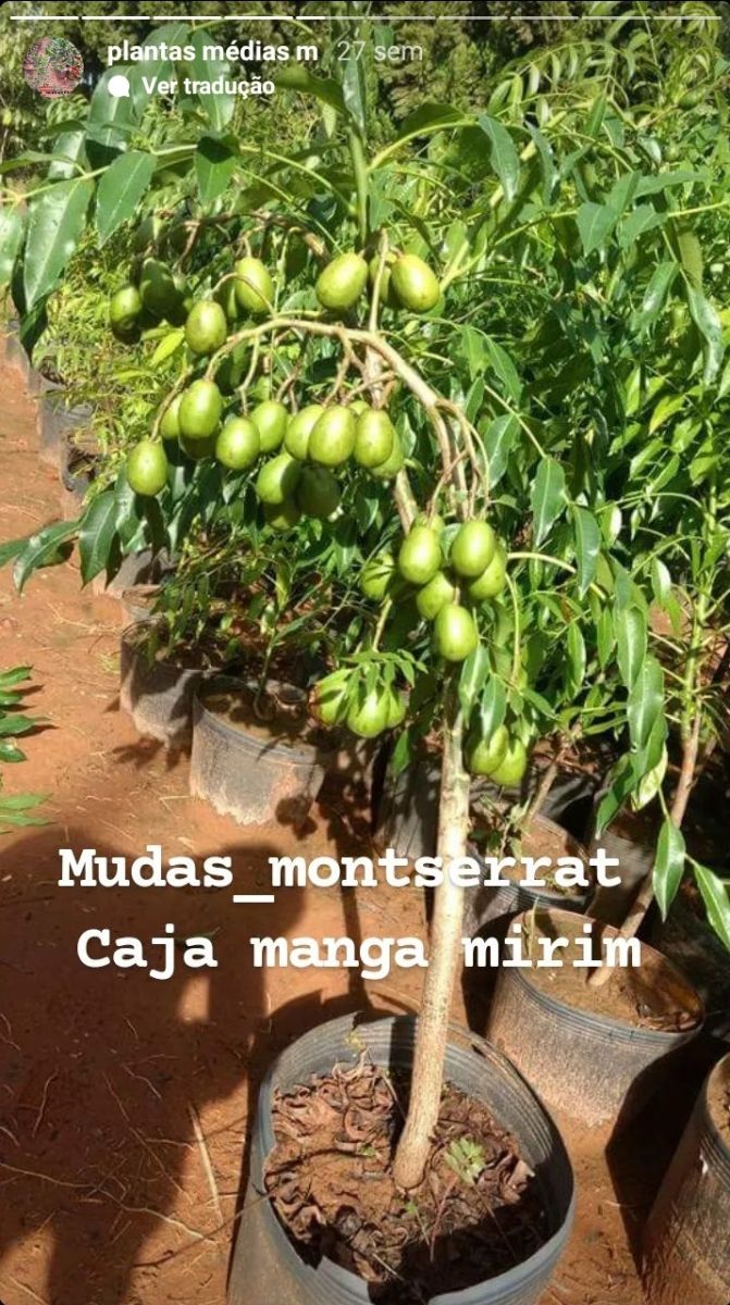 Frutíferas médias