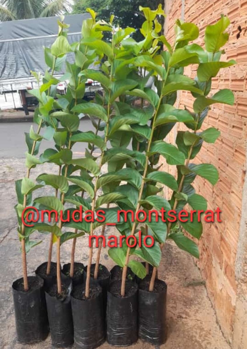Frutíferas médias