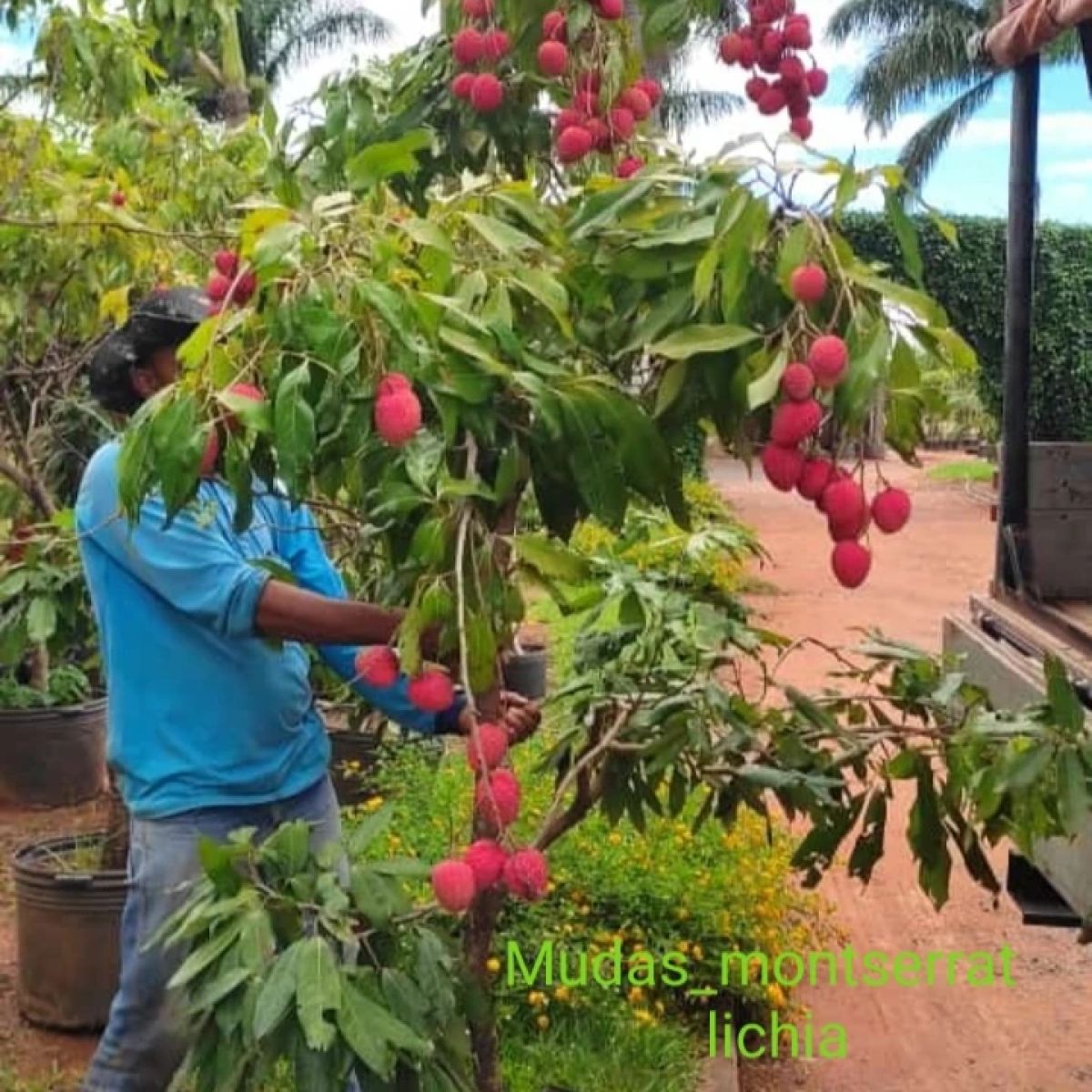 Plantas frutíferas já adultas