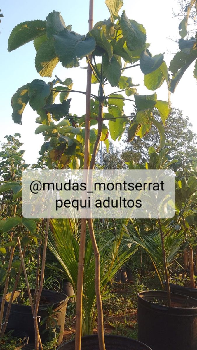 Plantas frutíferas já adultas