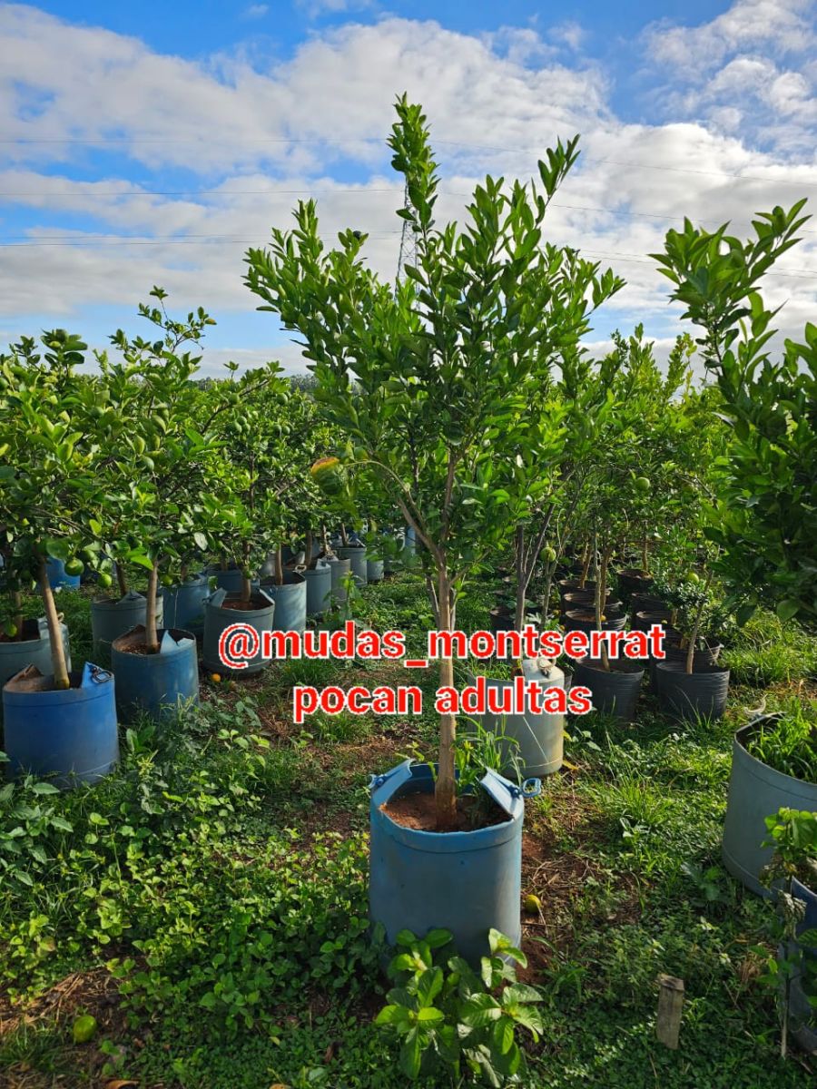 Plantas frutíferas já adultas