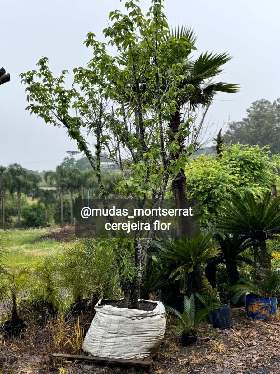 Plantas frutíferas já adultas