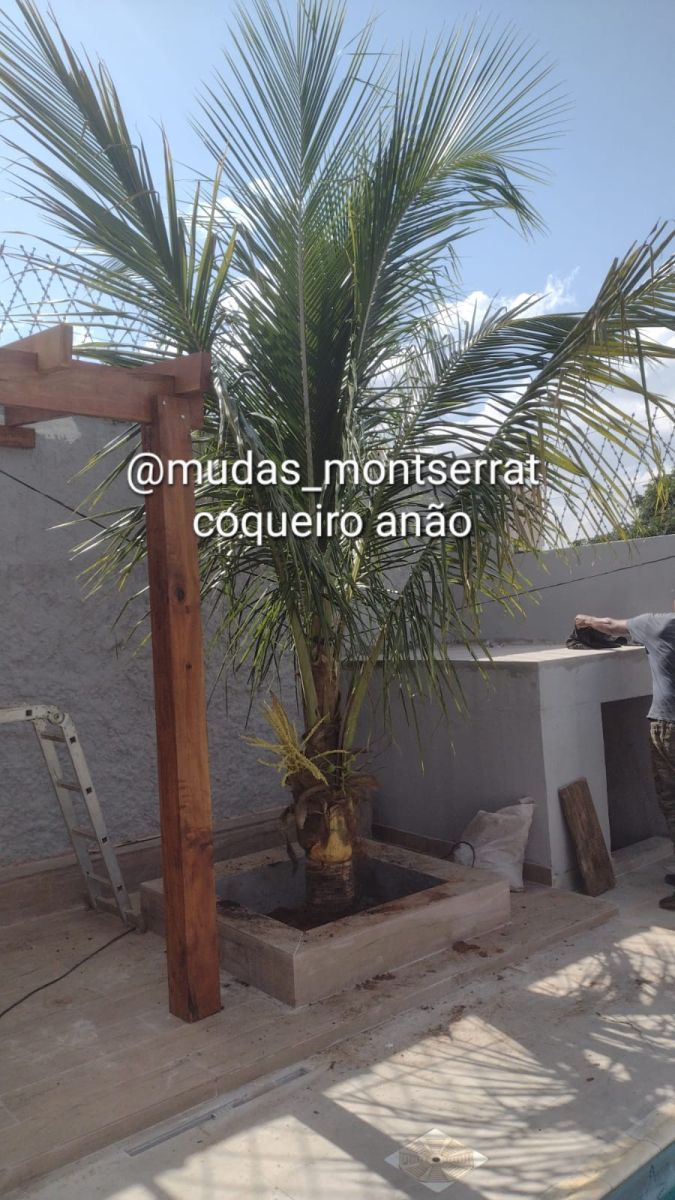 Plantas frutíferas já adultas