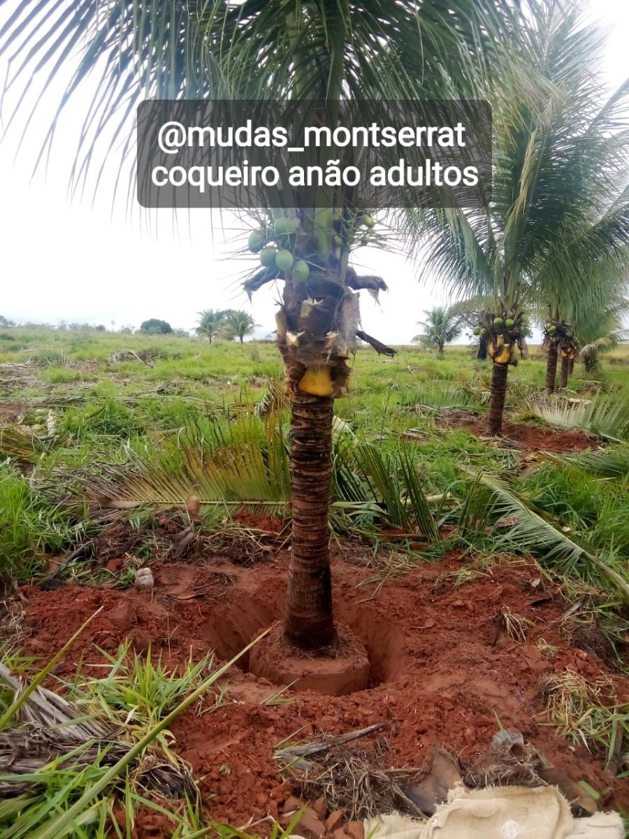 Plantas frutíferas já adultas