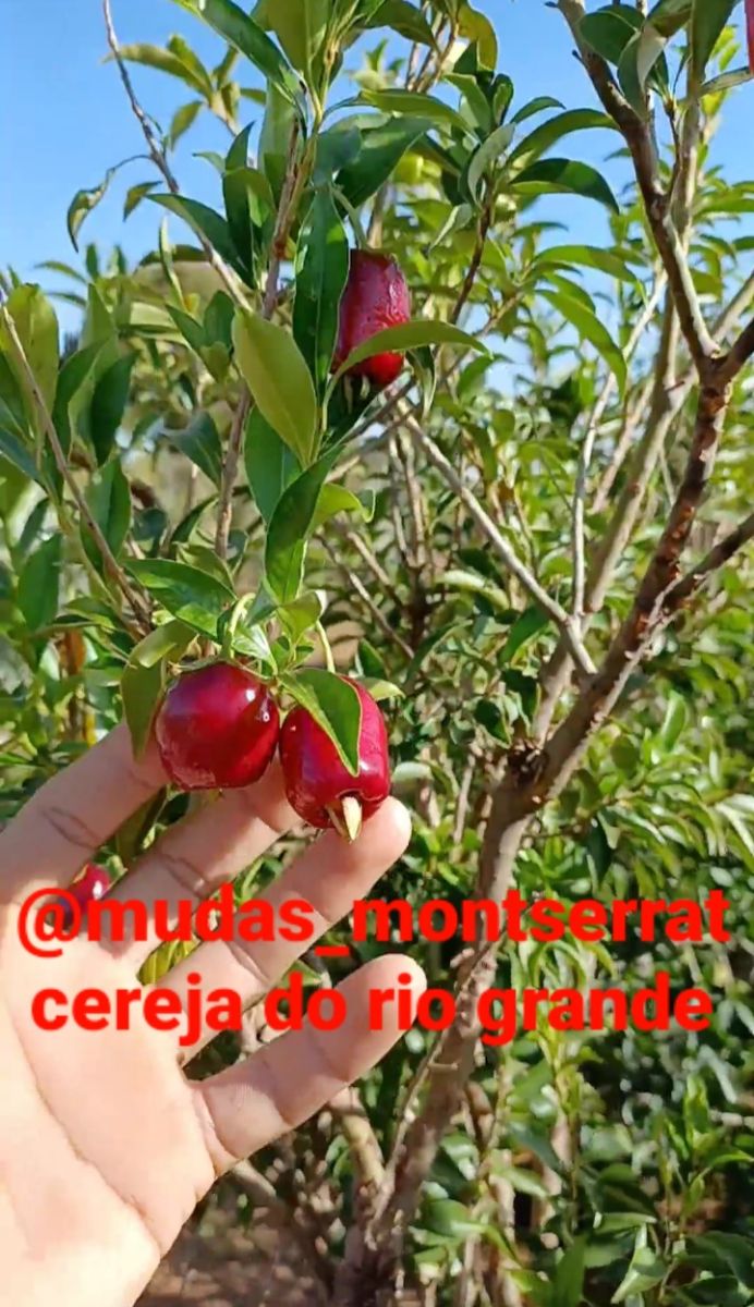 Plantas frutíferas já adultas
